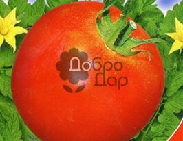 Мадонна F1купити