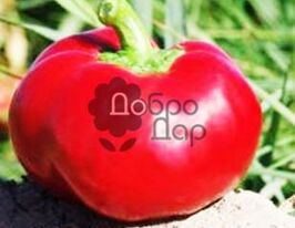 Александркупити