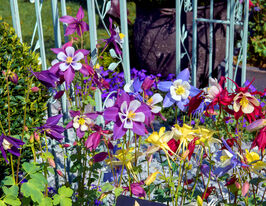 Аквилегия смесь (водосбор) купить
