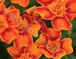 Чорнобривці Тонколисті оранжевікупити