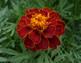 Чорнобривці Карменкупити