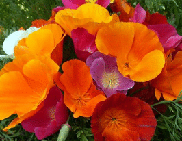 Ешольція сумішкупити