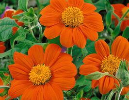 Титонія круглоликакупити