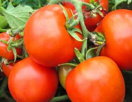 Томат Румба ожаровская купить