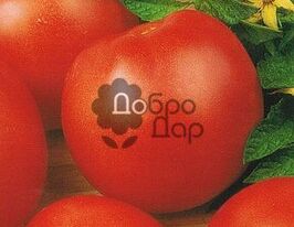 Атол купить
