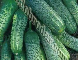 Рея F1 купить