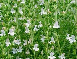 Чабер купить