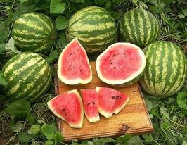 Арбуз Холодок купить