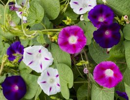 Іпомея пурпурна Небесна сумішкупити