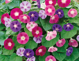 Іпомея пурпурова сумішкупити