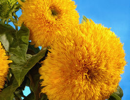 Подсолнух Медвежонок купить