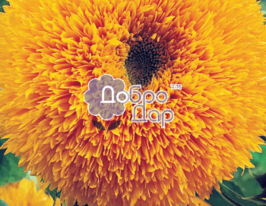 Соняшник Ведмежаткокупити