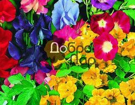 Смесь вьющихся цветов купить