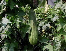 Люфакупити