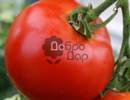 Біг Бойкупити