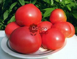 Томат Зинуля купить