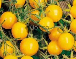 Золота краплинакупити