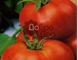 Кам'яна квіткакупити