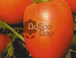 Рясотакупити