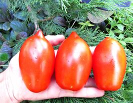 Чудо Внуковой купить