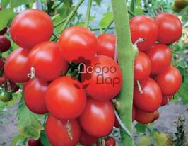 Алонсокупити