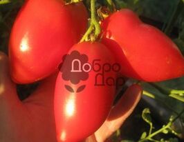 Гігантські Пальчикикупити