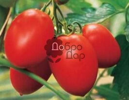 Консулкупити