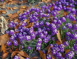 Алісум Східні ночікупити