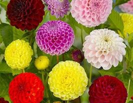 Жоржина Помповиднакупити