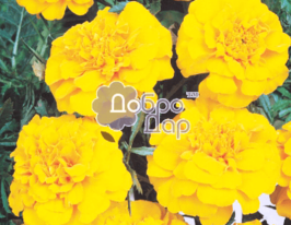 Чорнобривці Медовий місяцькупити