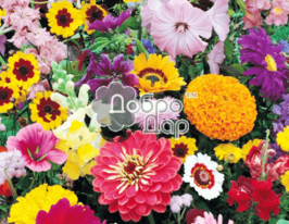 Суміш балконних квітівкупити