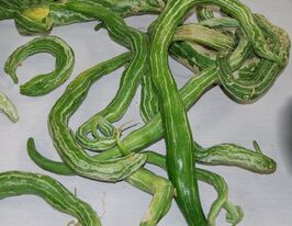 Лагенарія Снейк (змія)купити