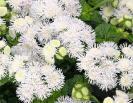 Агератум Білосніжний (білий)купити