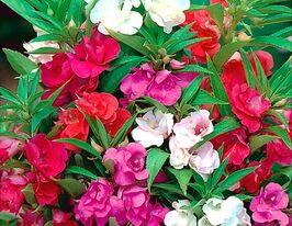 Бальзамін Камелія махрова сумішкупити