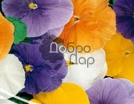 Виола Пастельная смесь купить