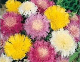 Волошка Імператорська сумішкупити