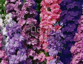 Дельфініум Гіацинт високий сумішкупити