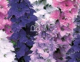 Дельфініум Гіацинт низький сумішкупити