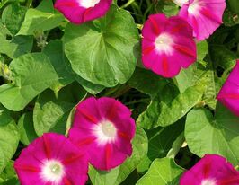 Ипомея Скарлет О'Хара	купити