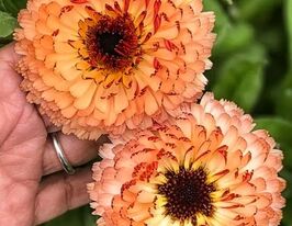 Календула Рожевий сюрпризкупити