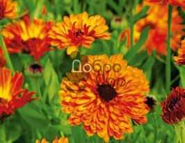 Календула червонакупити