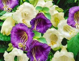 Кобея сумішкупити