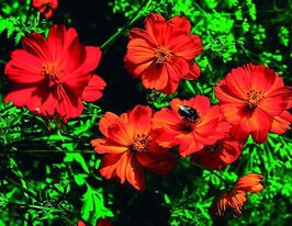 Космея Яскраве полумякупити