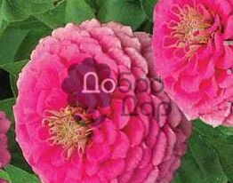 Майорці Рожева королевакупити