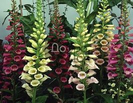 Наперстянка Смесь купить