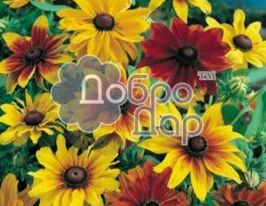 Рудбекія карликова сумішкупити