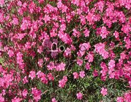 Сапонария Нежно-розовая купить