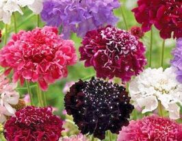 Скабіоза пурпурова сумішкупити