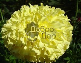 Чорнобривці Принц лимоннийкупити