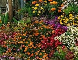 Смесь многолетних растений купить